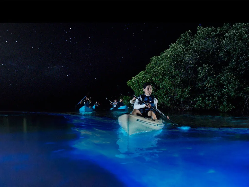 Florida Bioluminescent Kayaking